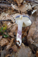 Russula parazurea