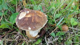 Boletus aereus