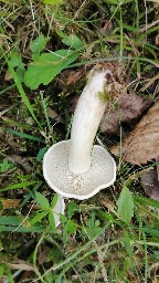 Clitocybe phyllophila