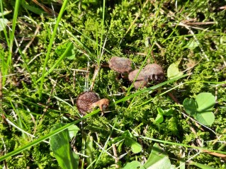 Auriscalpium vulgare