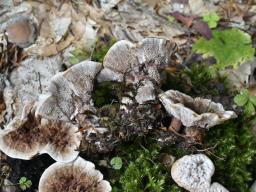 Hydnellum peckii