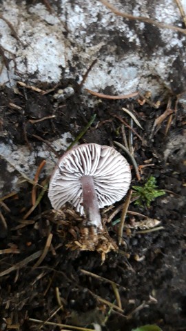 Mycena pura