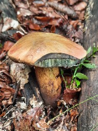 Suillellus luridus