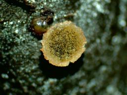 Ascobolus perplexans