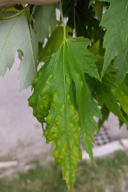 Taphrina acerina
