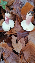 Russula violeipes