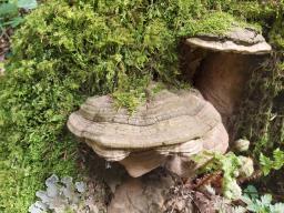 Ganoderma applanatum