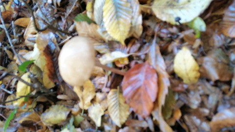 Hymenopellis radicata