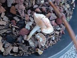 Agrocybe putaminum