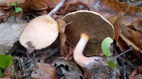 Suillus bovinus