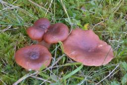 Lactarius badiosanguineus