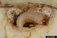Curculio glandium