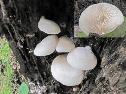 Crepidotus applanatus