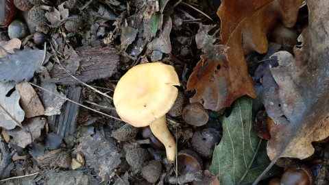 Cantharellus amethysteus