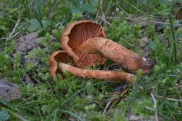 Cortinarius rubellus