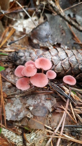 Mycena rosella