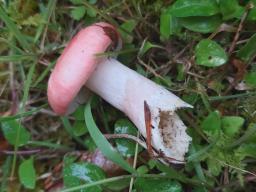 Russula sanguinaria