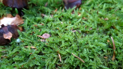 Marasmius wettsteinii