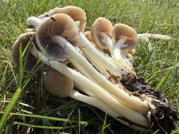 Psathyrella leucotephra