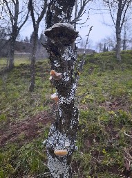 Phellinus pomaceus