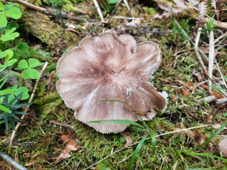 Megacollybia platyphylla