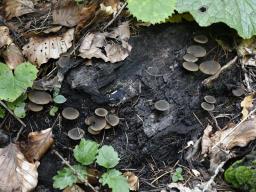 Simocybe centunculus