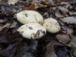 Cortinarius rapaceus