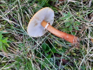 Cystoderma amianthinum