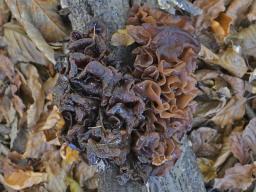 Phaeotremella frondosa