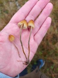Psilocybe semilanceata
