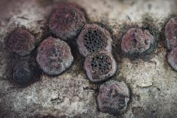 Hypoxylon fuscum