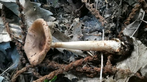 Amanita fulva