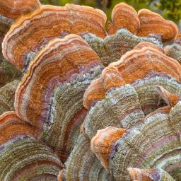 Stereum subtomentosum