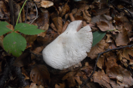 Agaricus sylvicola