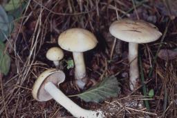 Cortinarius betulinus