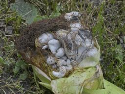 Mycosarcoma maydis