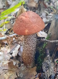 Leccinum quercinum