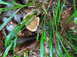 Infundibulicybe gibba