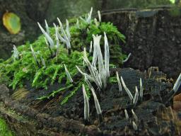 Xylaria hypoxylon