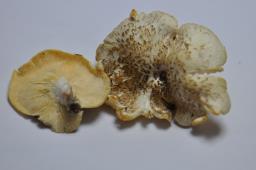 Lentinus tigrinus