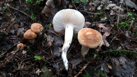 Hygrophorus nemoreus