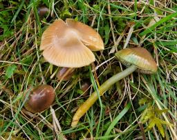 Gliophorus psittacinus