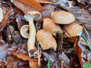 Suillus bovinus