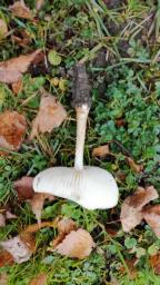 Hymenopellis radicata