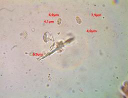 Lignomyces vetlinianus