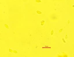 Mycetinis scorodonius