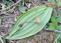 Dumontinia tuberosa