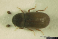 Cryphalus intermedius