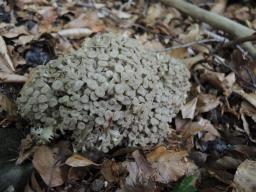 Polyporus umbellatus