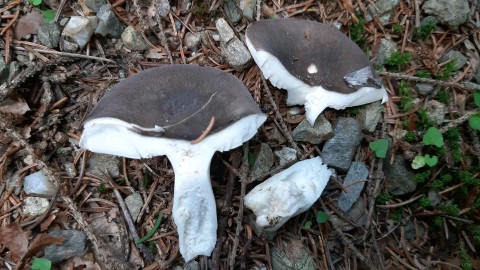 Russula azurea